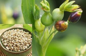 Hatomugi (Coix Seed) and Modern Skincare